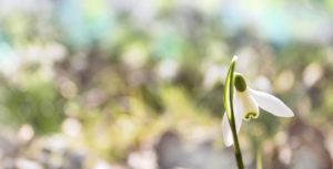 Jahreskreis: IMBOLC und Lichtmess
