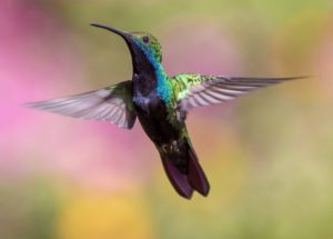Die Weisheit des Kolibris