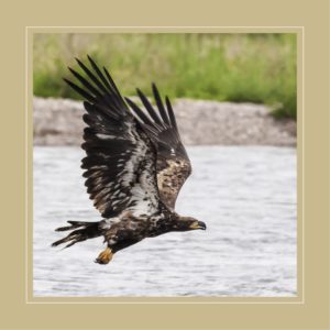 Adler-Meditation