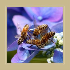 Bee kind always - eine Lektion der Bienen