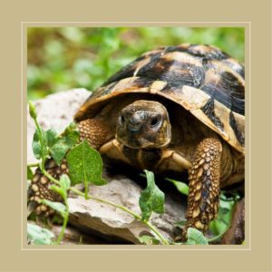 Die Schildkröte und die Botschaft der wärmenden Güte
