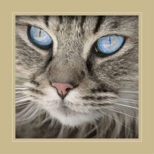 Die wahren Aufgaben einer Katze