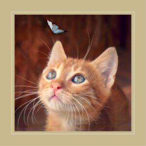 Katzentherapie - oder die Geschichte von Marta